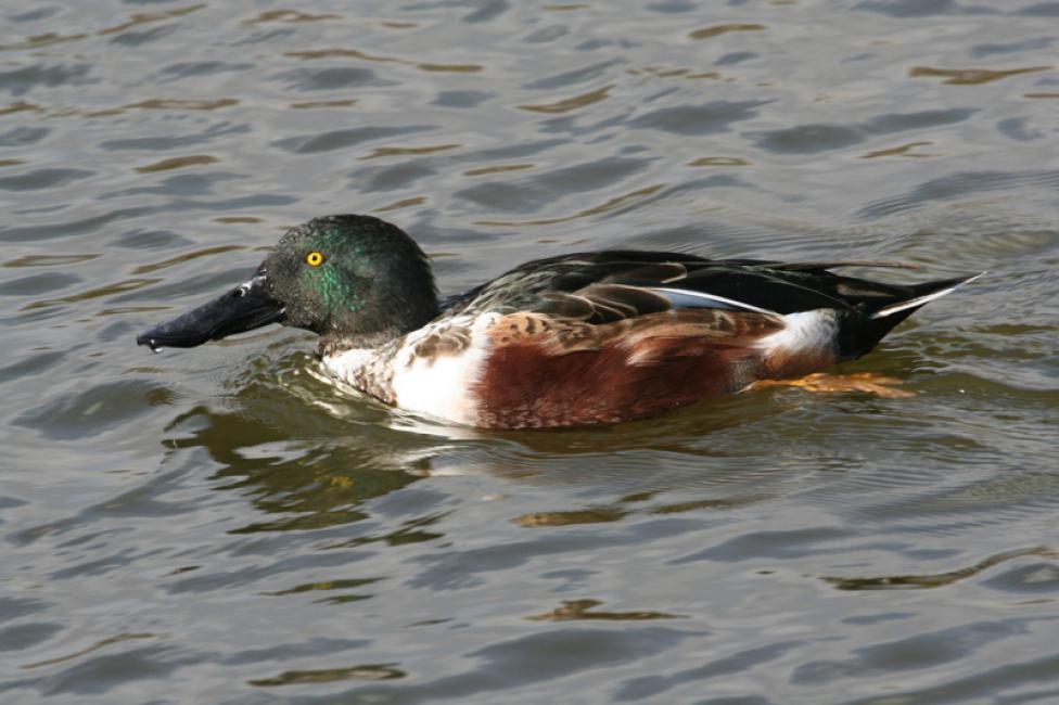 Cuchara común (Anas clypeata)